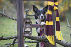 Border Collie with decoration