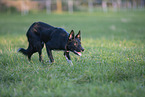 Border Collie