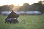 Border Collie herding sheep