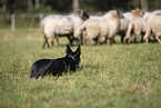 Border collie herding flock of sheep