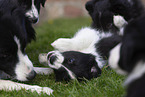 Border Collie puppy