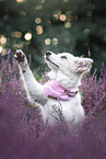 Border Collie puppy