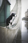 female Border Collie