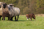 Border Collie at work