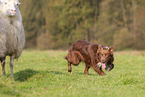 Border Collie at work