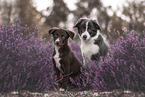 young Border Collies