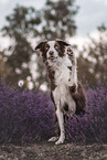 sitting Border Collie