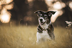 shorthaired Border Collie