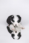 Border Collie Puppy