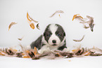 Border Collie Puppy