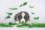 Border Collie Puppy