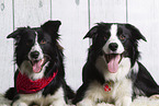 2 Border Collies