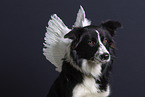 Border Collie with wings