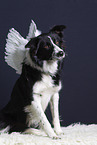 Border Collie with wings