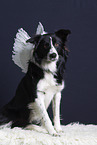 Border Collie with wings