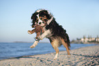 tricolored Border Collie