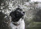 female Border Collie