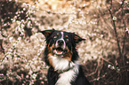 male Border Collie