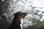 male Border Collie