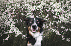 male Border Collie