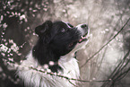 male Border Collie