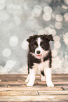 Border Collie Puppy