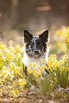 female Border Collie