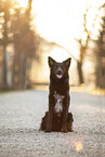 male Border Collie