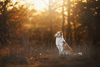 red-white Border Collie