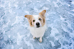 red-white Border Collie