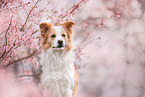 red-white Border Collie