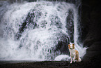 red-white Border Collie