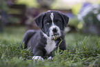 Border Collie Puppy