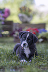 Border Collie Puppy