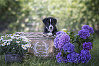 Border Collie Puppy