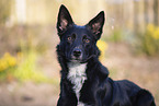 male Border Collie