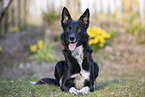 male Border Collie