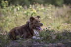 lying Border Collie