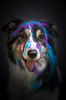 Border Collie Portrait