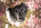 male Border Collie