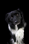 male Border Collie