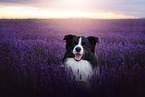 male Border Collie
