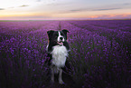 male Border Collie