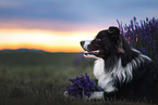 male Border Collie