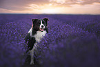 male Border Collie