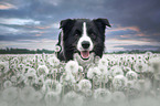 male Border Collie