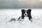 male Border Collie