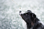 male Border Collie