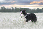 male Border Collie