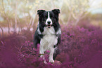 young male Border Collie